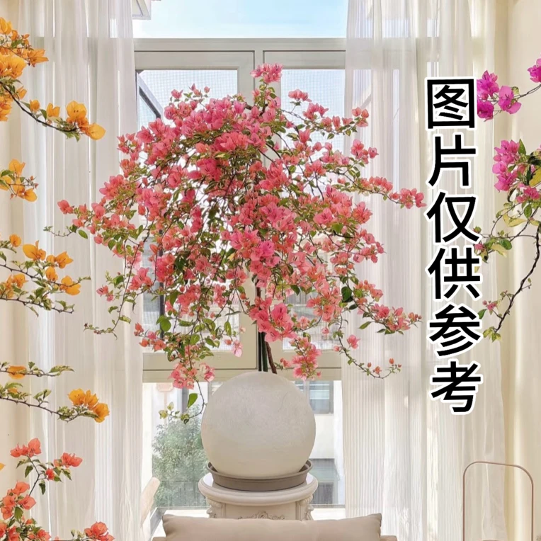 金心橙白 三角梅盆栽带花苞四季开花好养活爬藤花卉