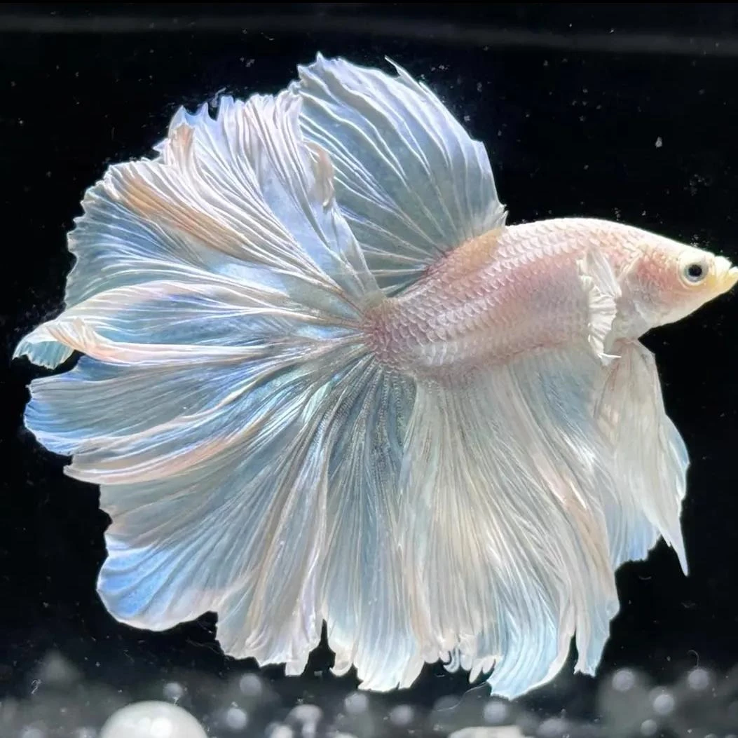 A2（25-48）泰国斗鱼小型热带观赏鱼（直播间选鱼）