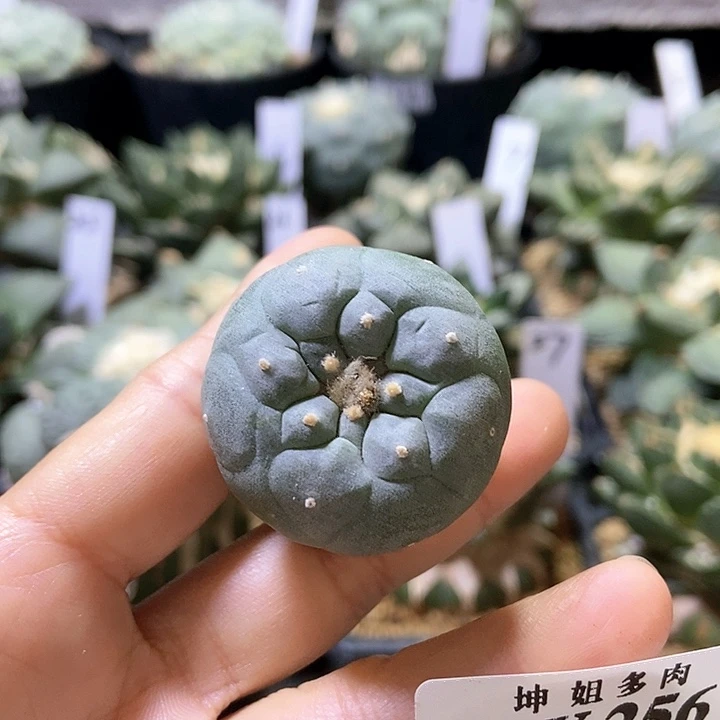 256实生银