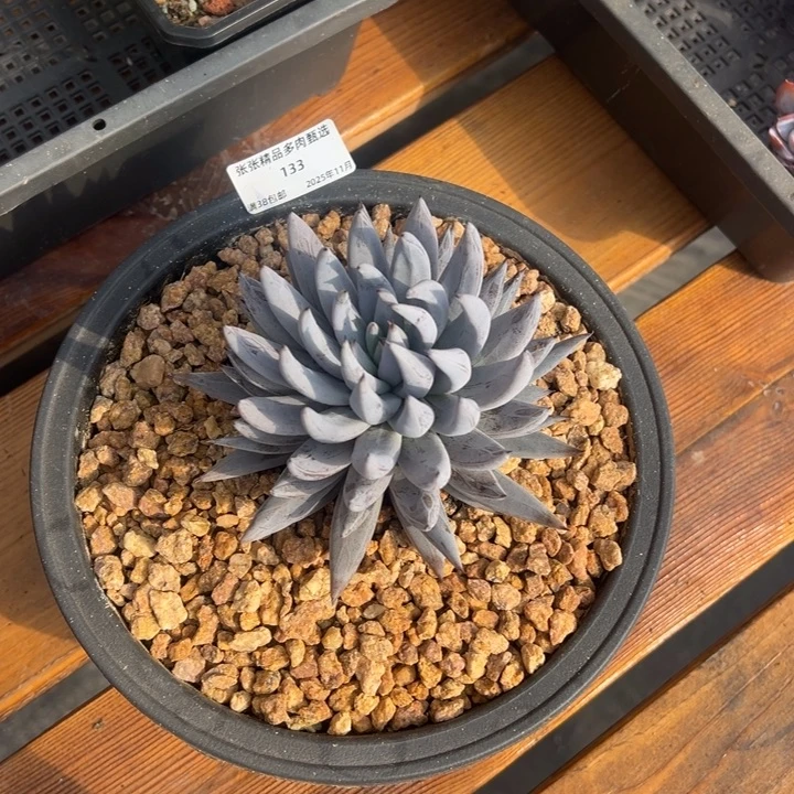 张张精品多肉甄选133