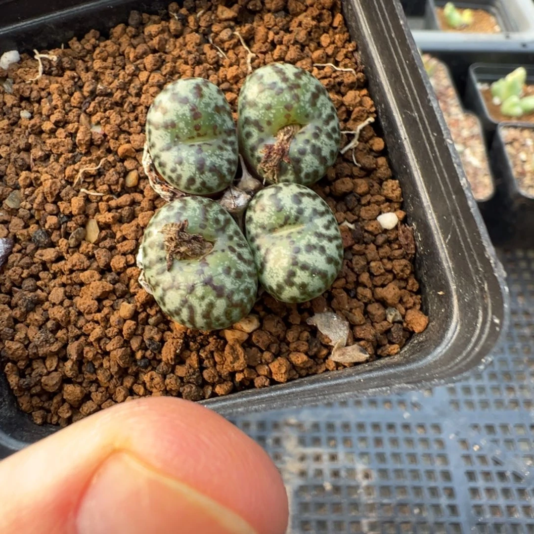 16-178肉锥多肉植物，