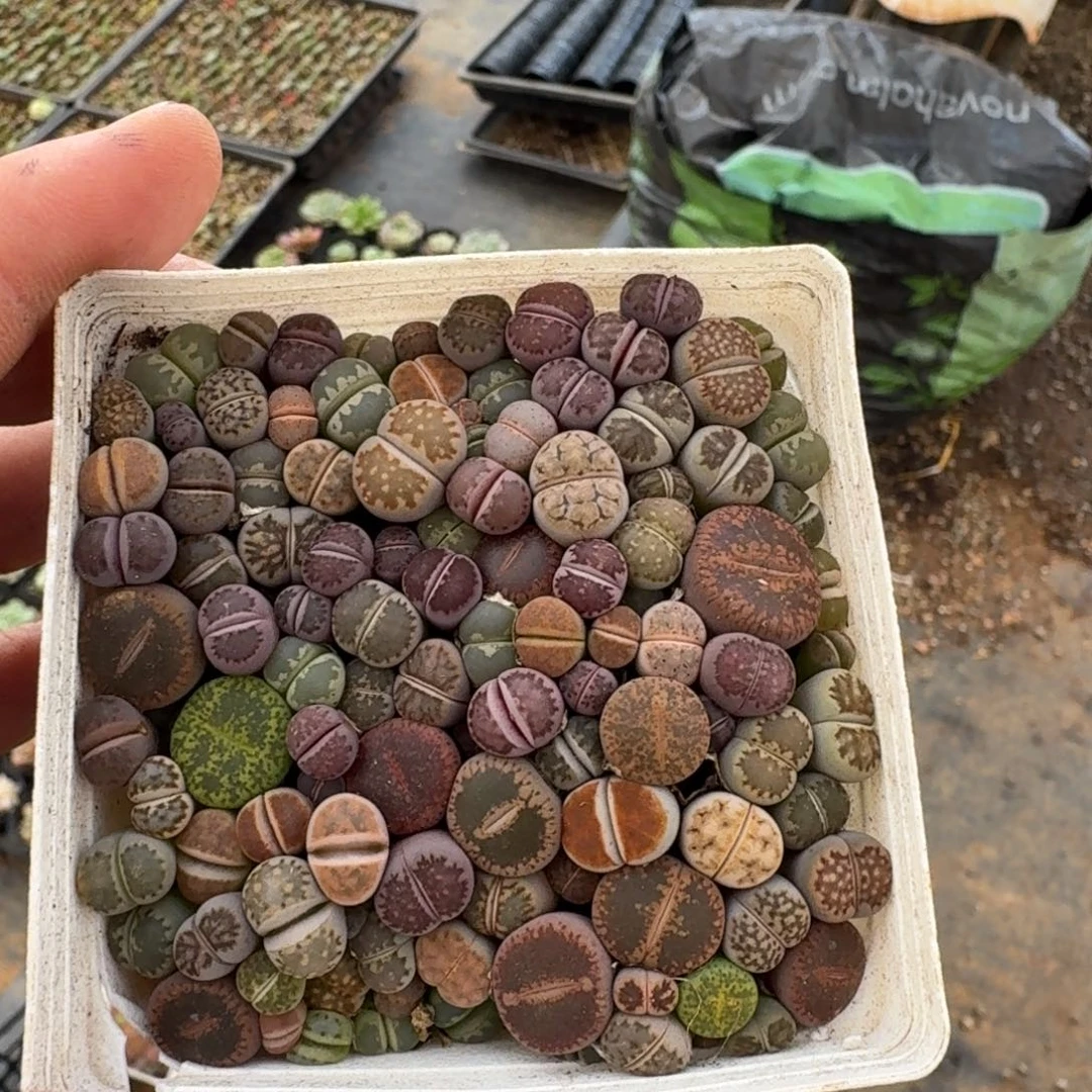 生石花7cm盆一盆量拍
