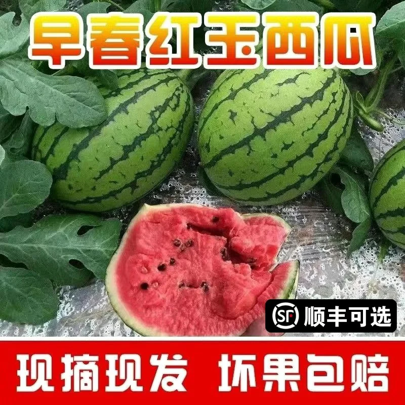 早春红玉西瓜麒麟小糖丸新鲜多省包邮甘甜多汁头茬瓜水份足8424美