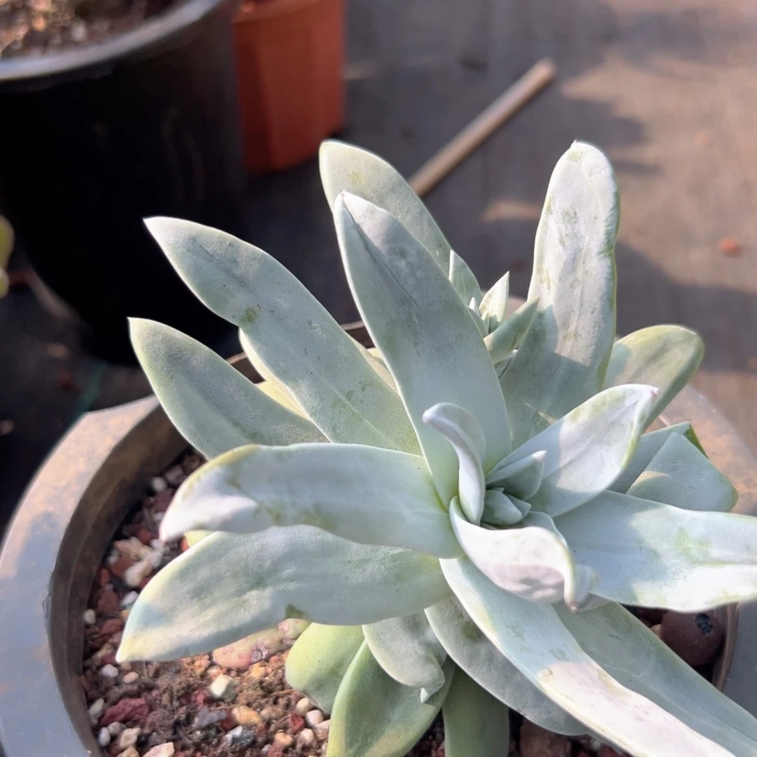 苹果叶仙女杯一株