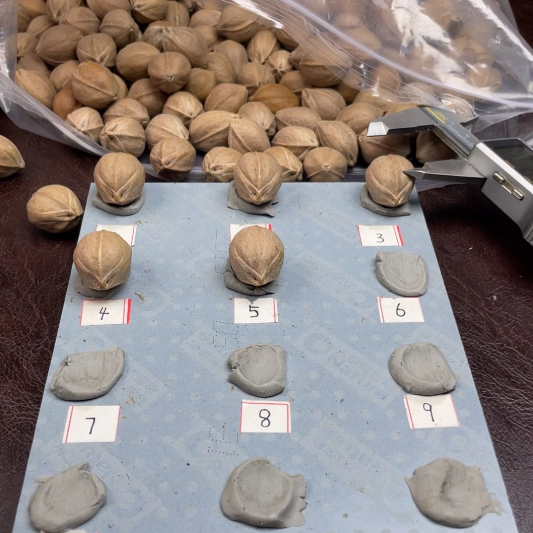 手串/手链橄榄核黑*23.25梅林铁核