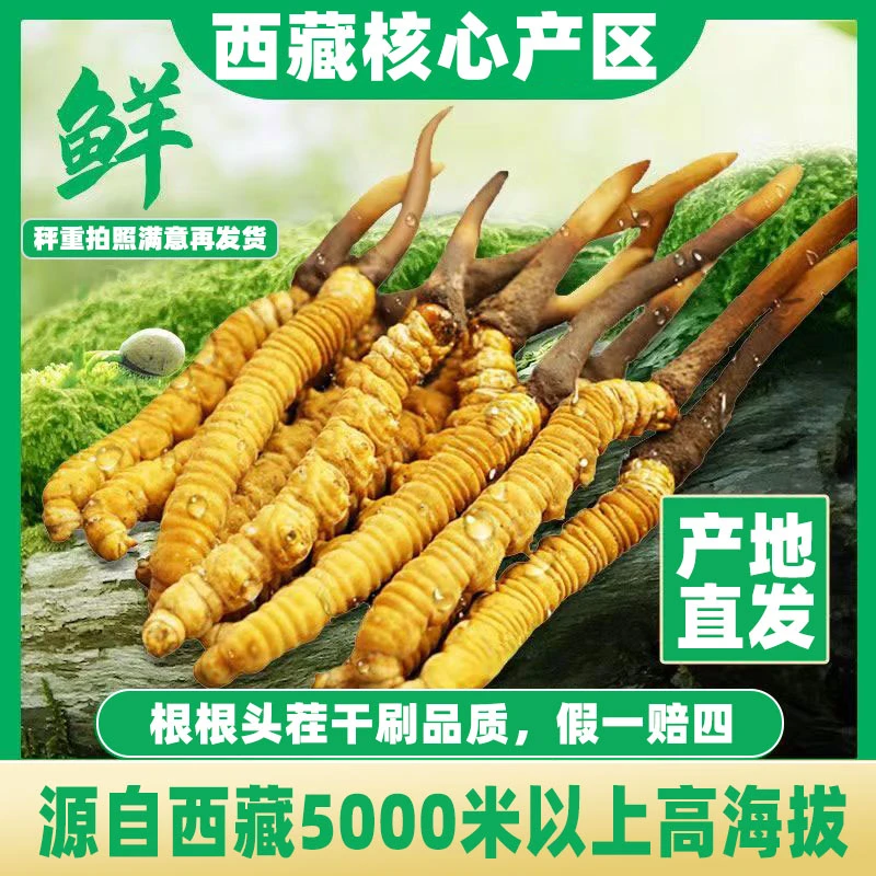 草王【那曲1克】均重2025头期新鲜虫草滋补送礼包装 西藏发货