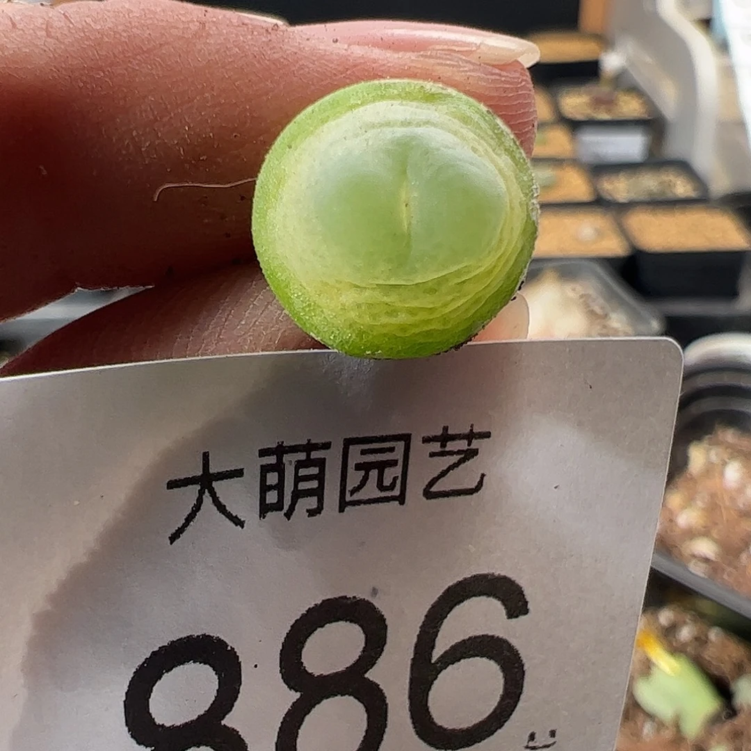 一物一拍。      886