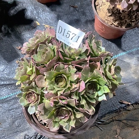 1571红心万圣节多肉法师