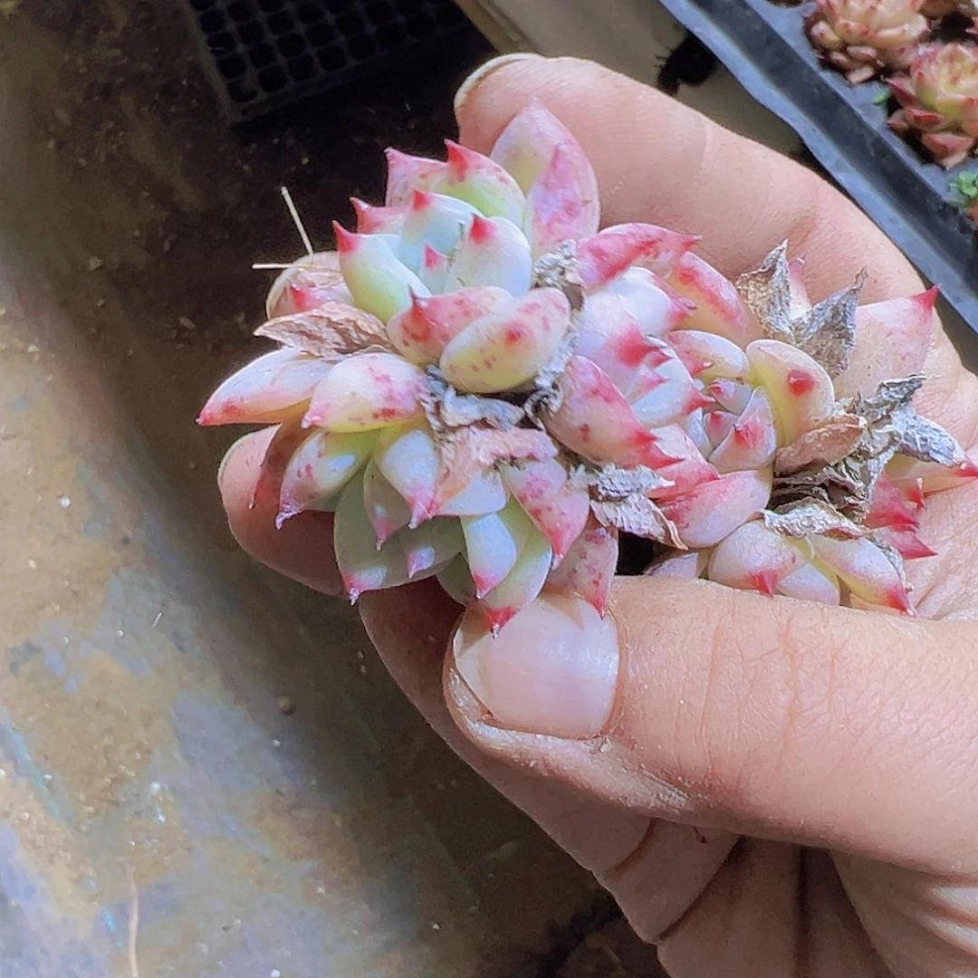 白拉糖群生2个19包邮