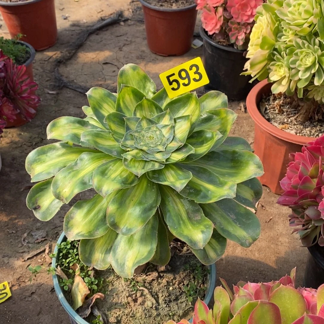 暴君多肉法师593