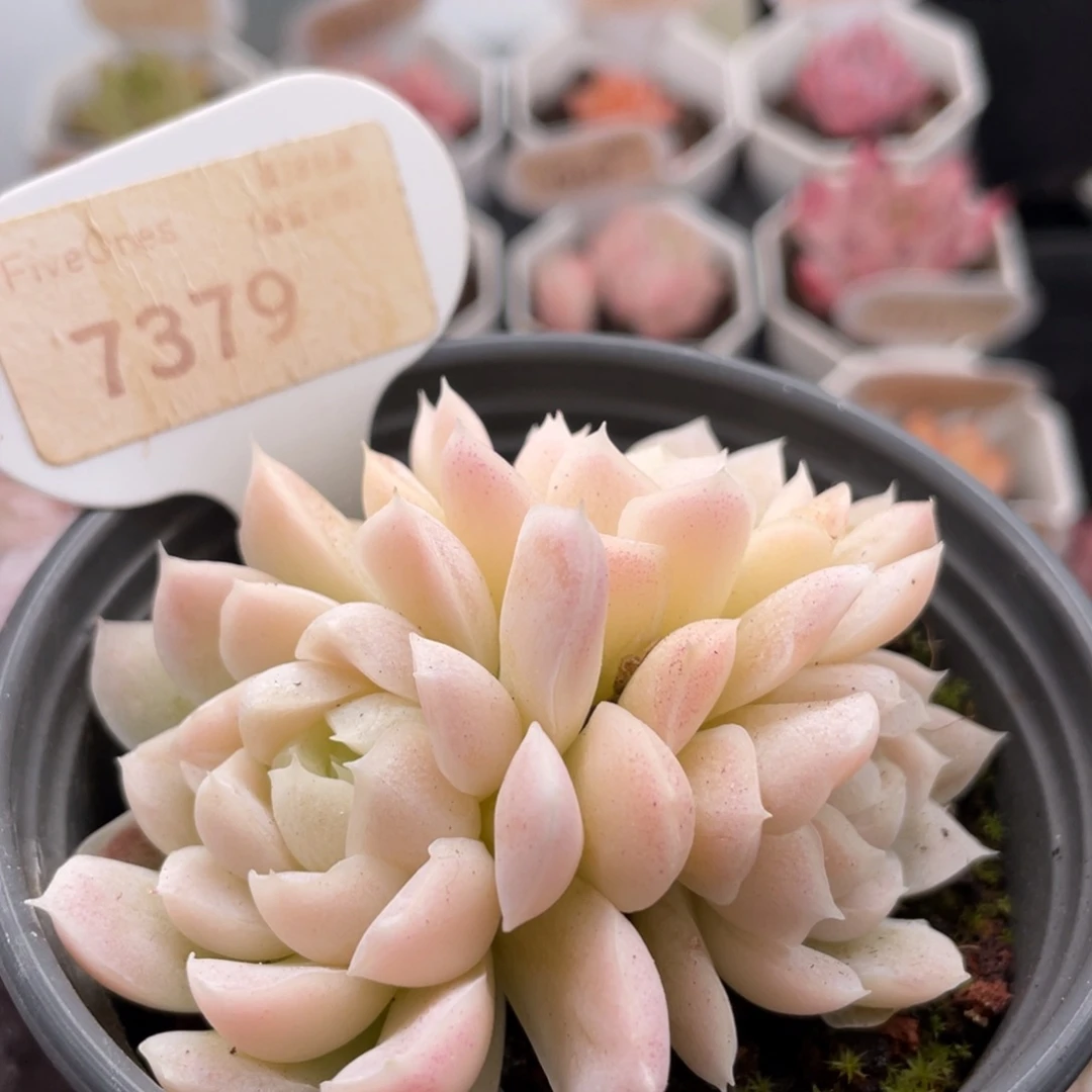白月影7379-7.0厘米