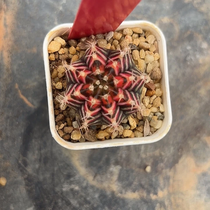 595-0614泰国发货