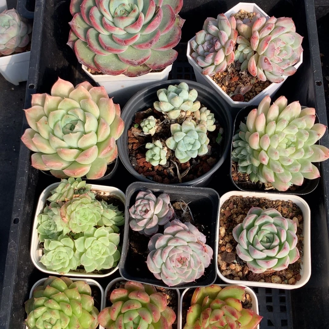 1126-39 套餐一组