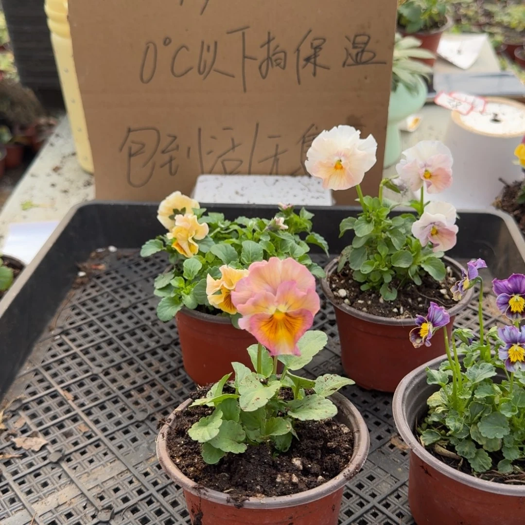 大部分花苞少量开放185