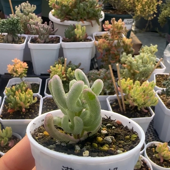 ＿***伊272-紫闪光植物枝干