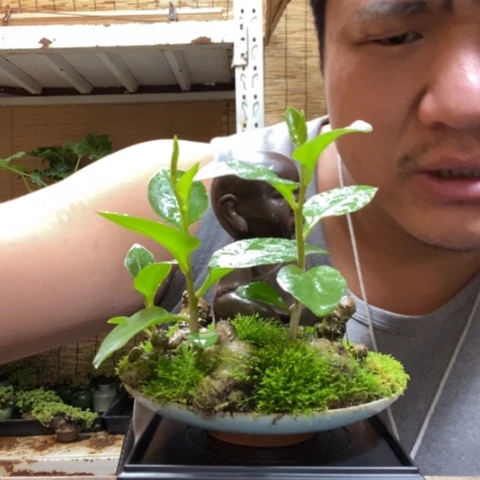 红陶一物一拍所见即所得299