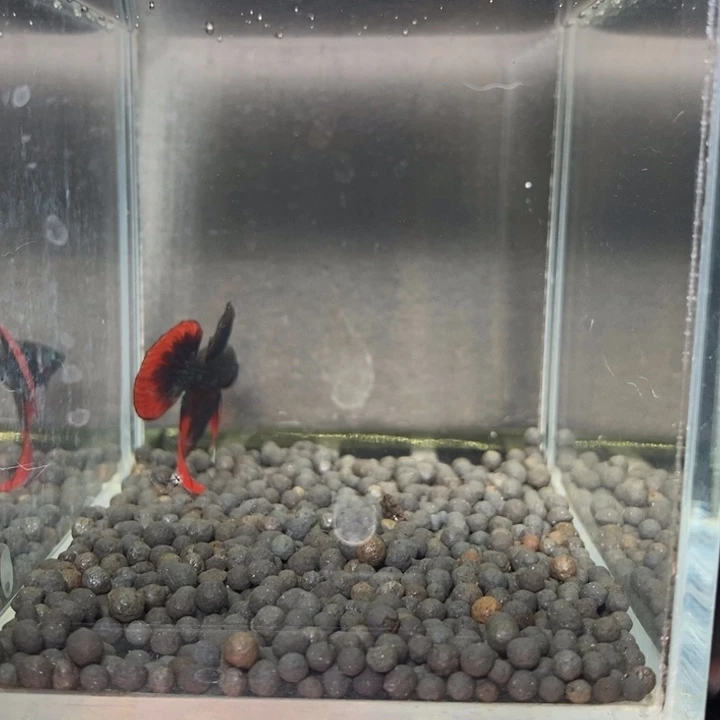 斗鱼泰国斗鱼505号