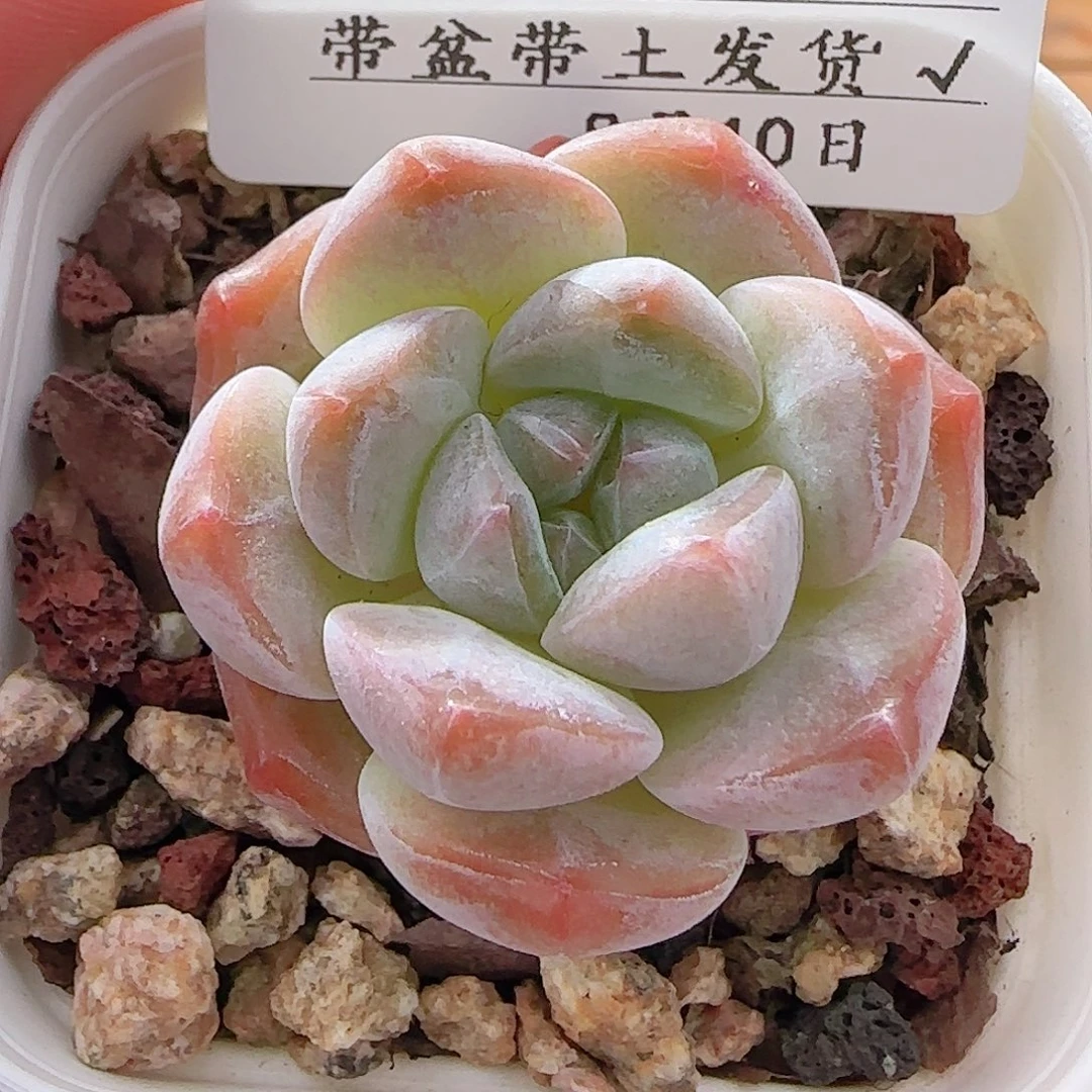 多肉0810-20粉色奇缘