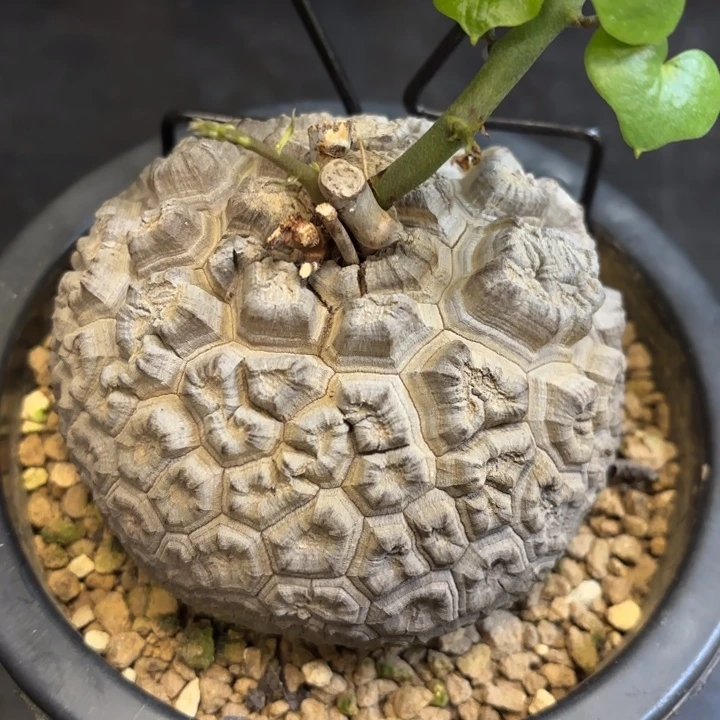 1号日系龟甲龙带盆包邮不退不换