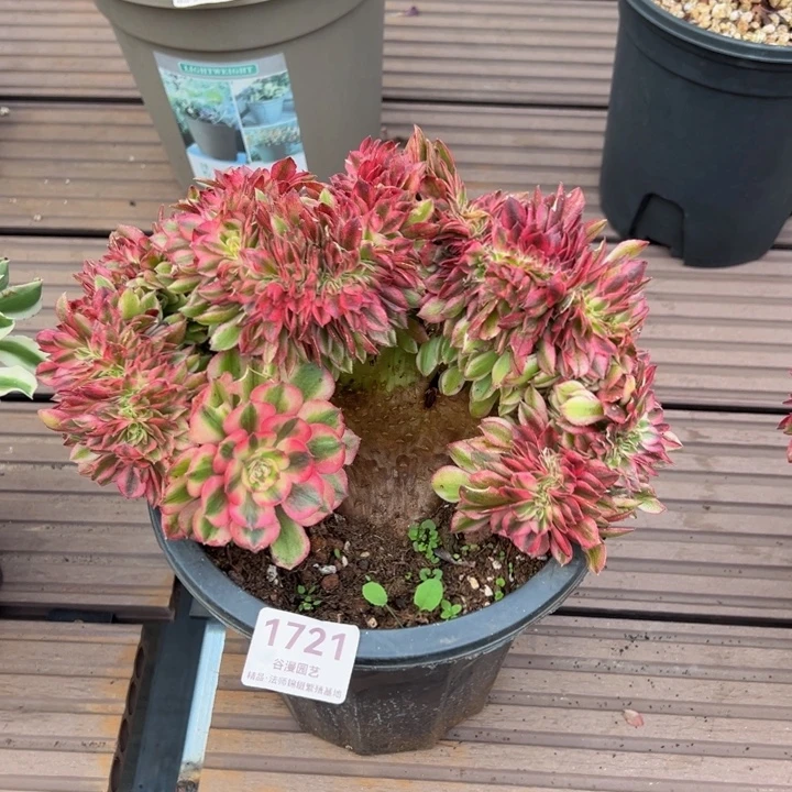 1721倾城缀化（露养货）