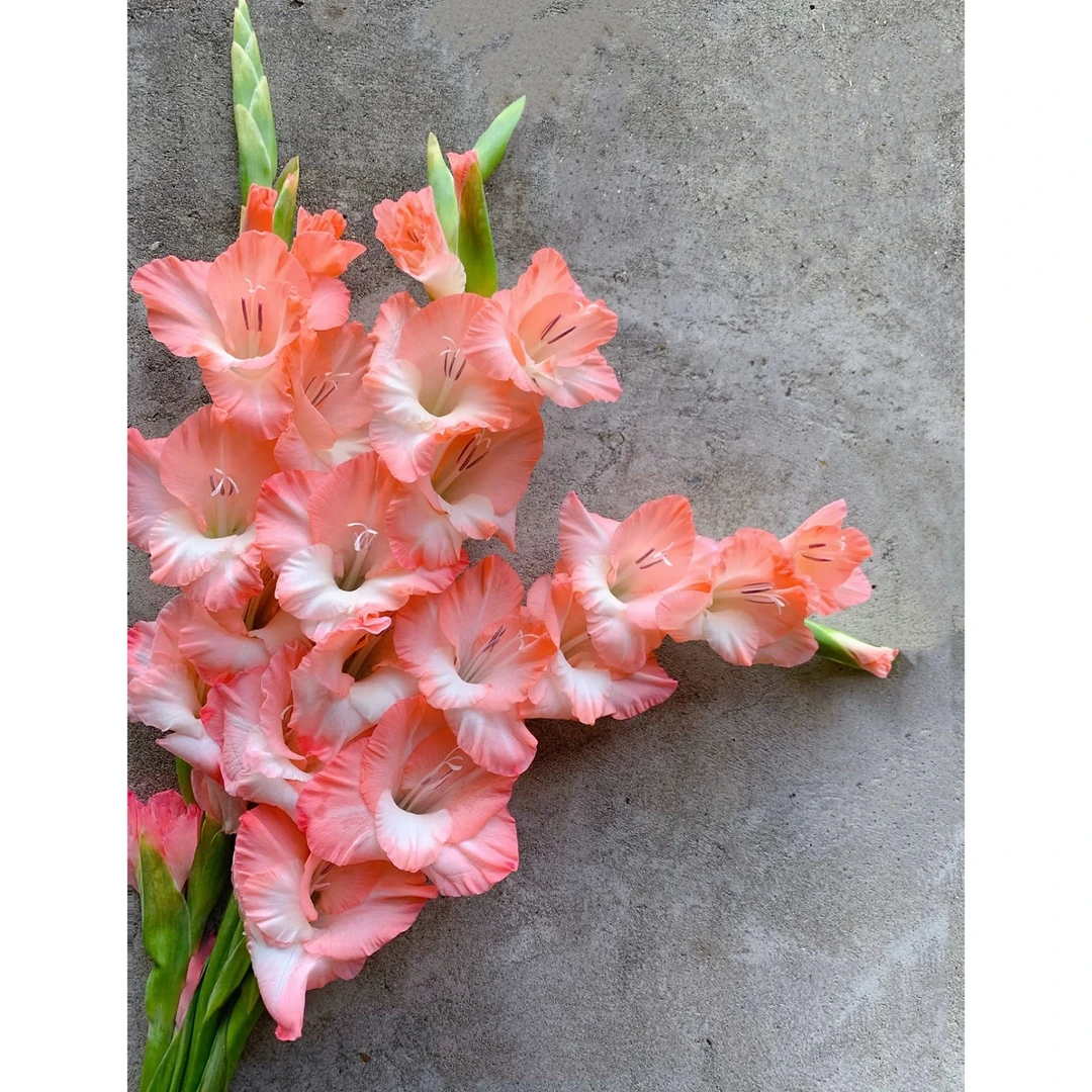 【杨鹏鲜花】阳光粉 剑兰 云南鲜花包邮