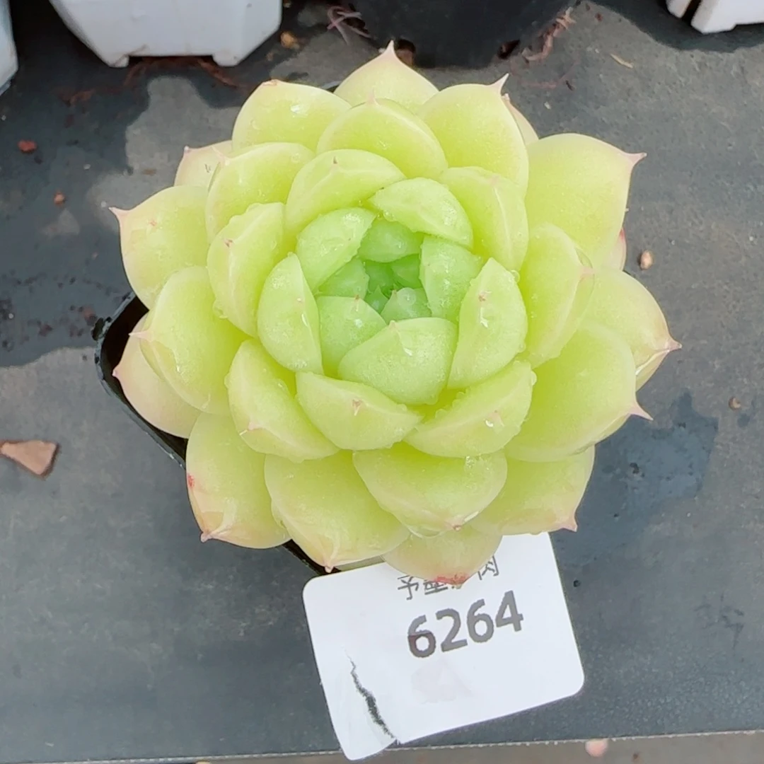 包子麦秆，6264多肉植物