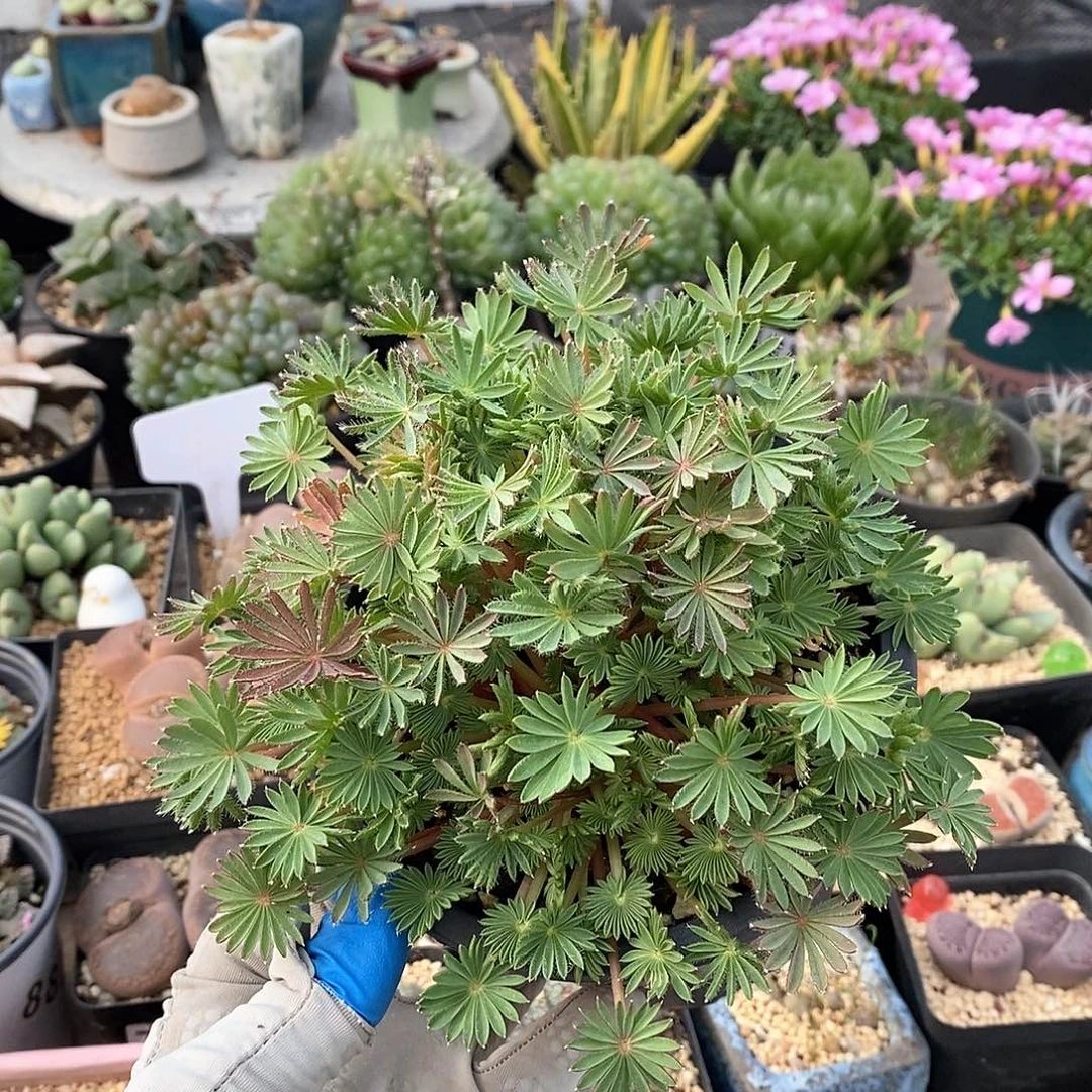 952 棕榈叶多颗 带盆土