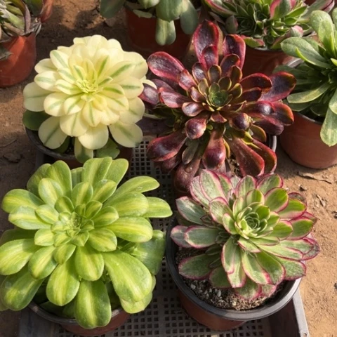 111多肉植物组合