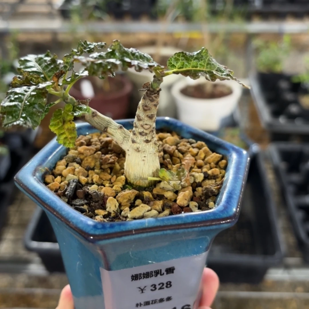 娜娜乳香FC-6165.