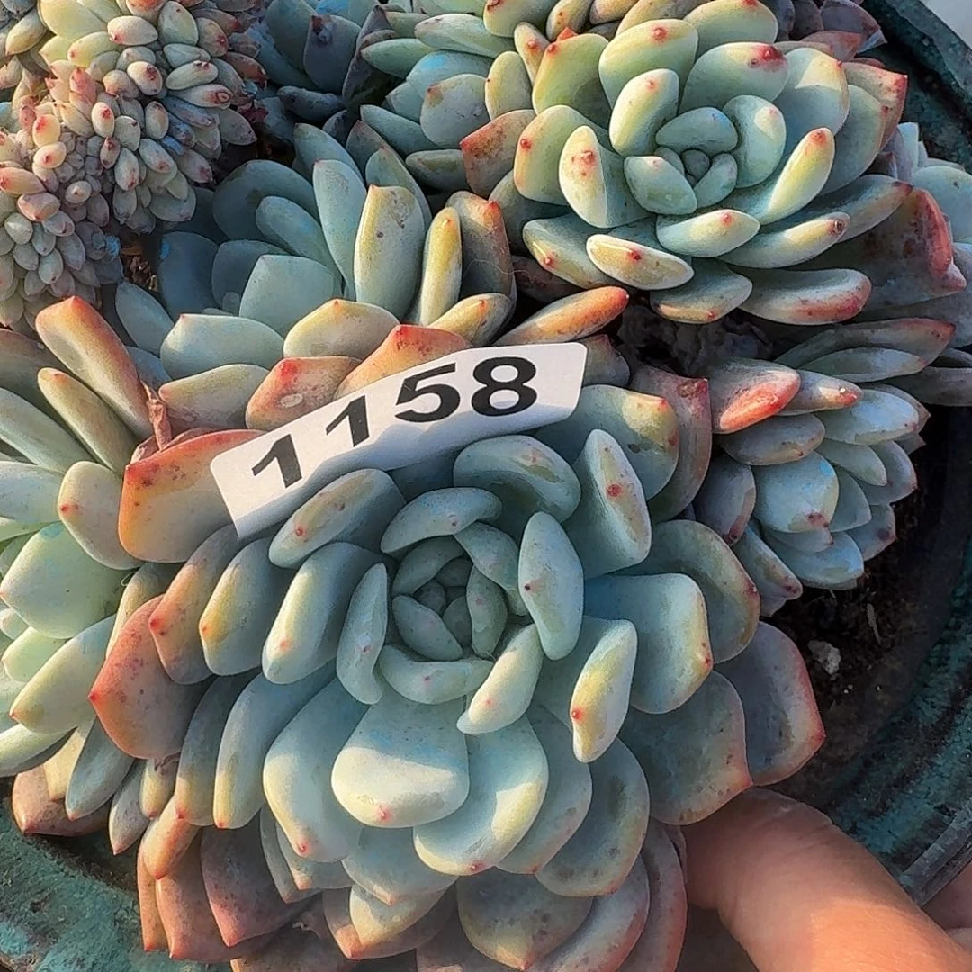 霞*313161613313166161611