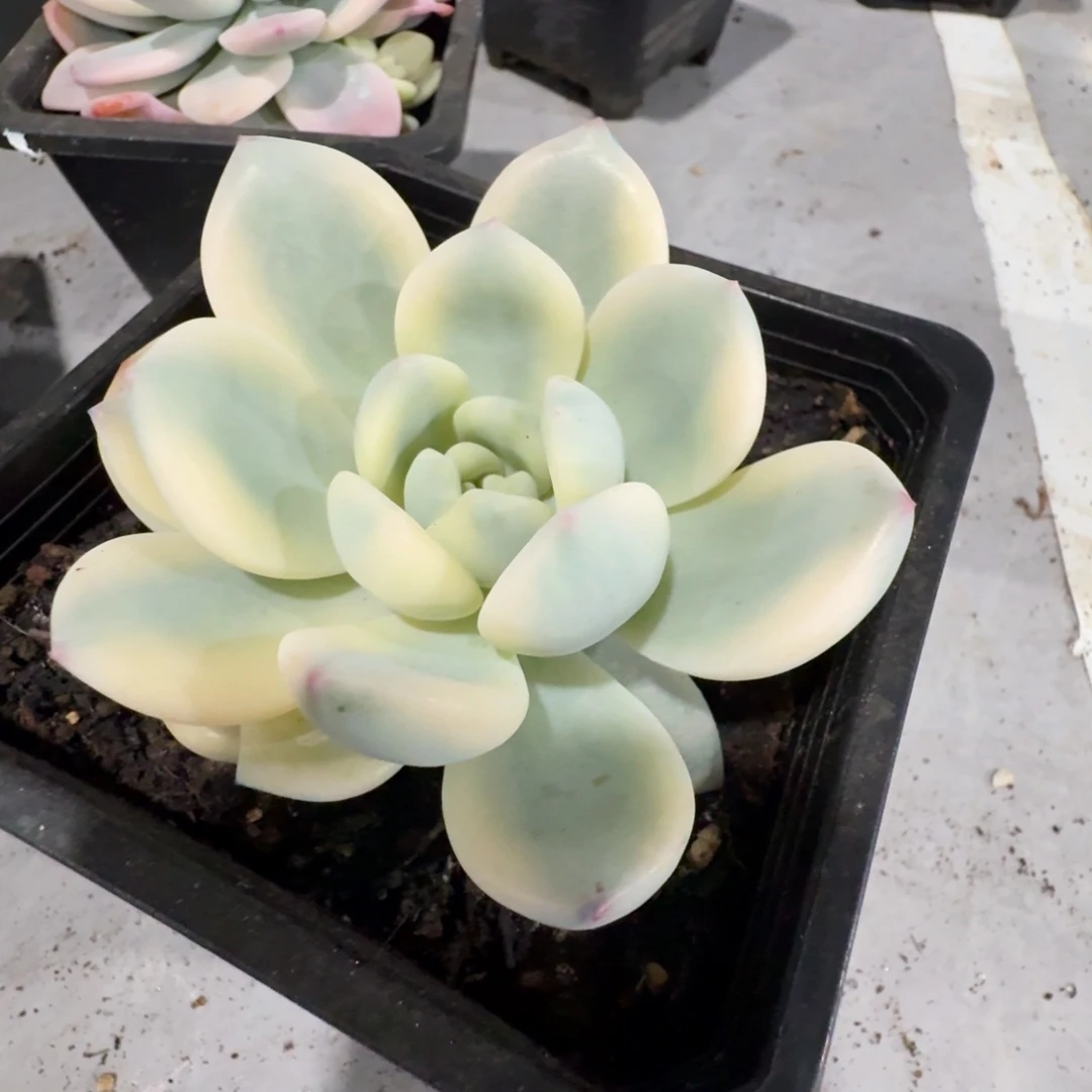 望舒 安吉园艺锦锦
