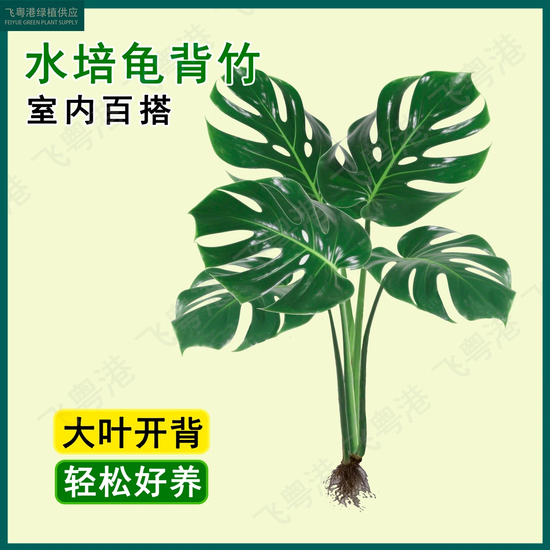 龟背竹水培3-5张叶绿植吸甲醛易活高度80cm-90cm不带瓶
