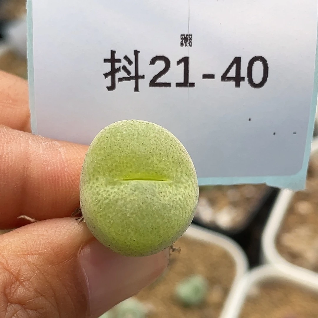 21-40翠光多肉植物