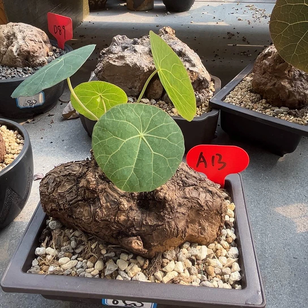 汤圆植物一叶龟好看