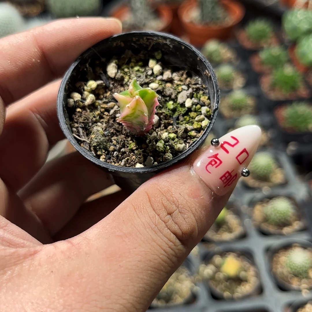 H***r108133一物一拍单头发货