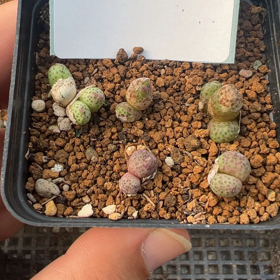 29-32肉锥多肉植物