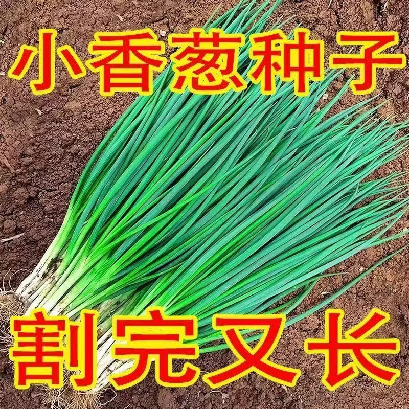 四季小香葱种子阳台盆栽浓香小葱籽易种速生耐寒家庭蔬菜种子