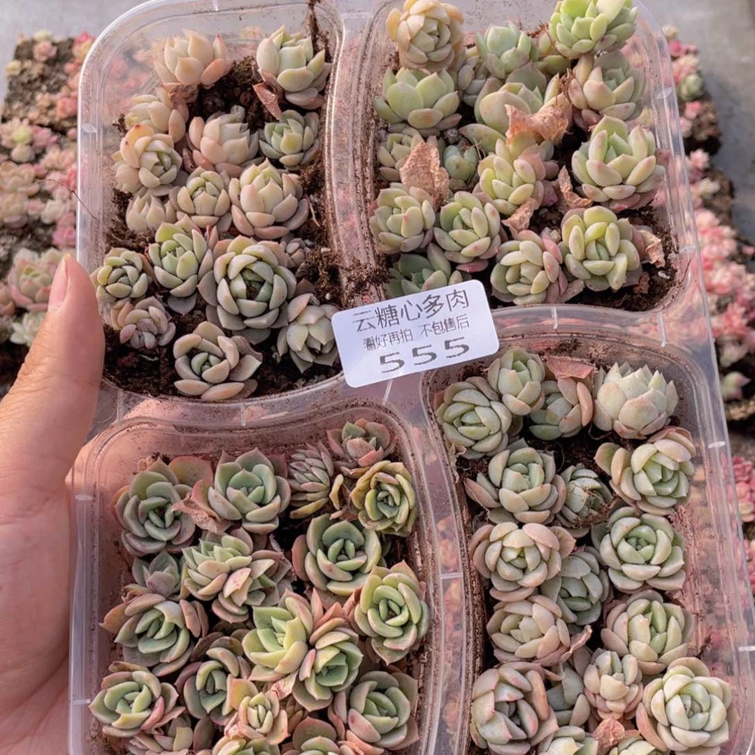 云糖心多肉植物555