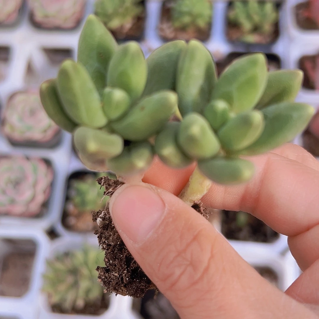 千代田19包邮多肉