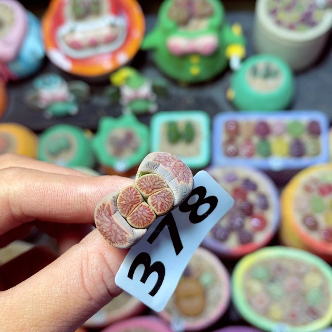 378生石花带盆发