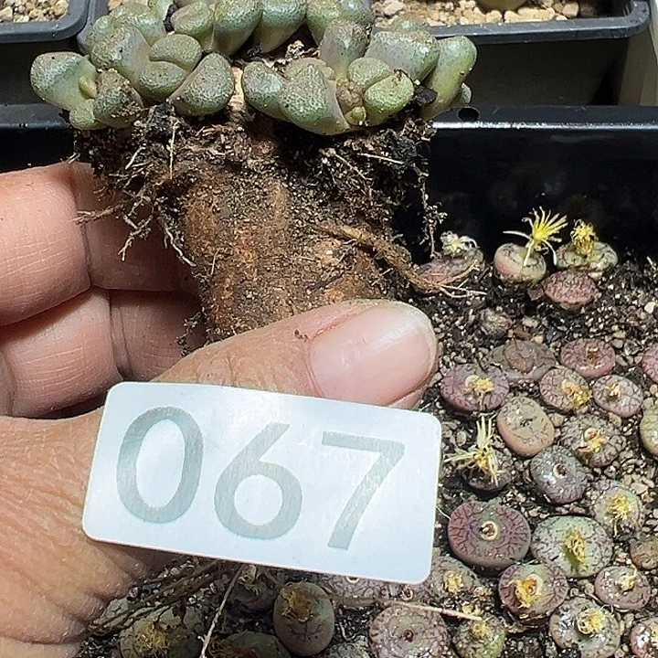 067号唐扇多肉植物