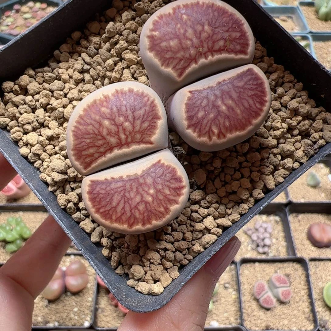 【闪购商品】366 菊