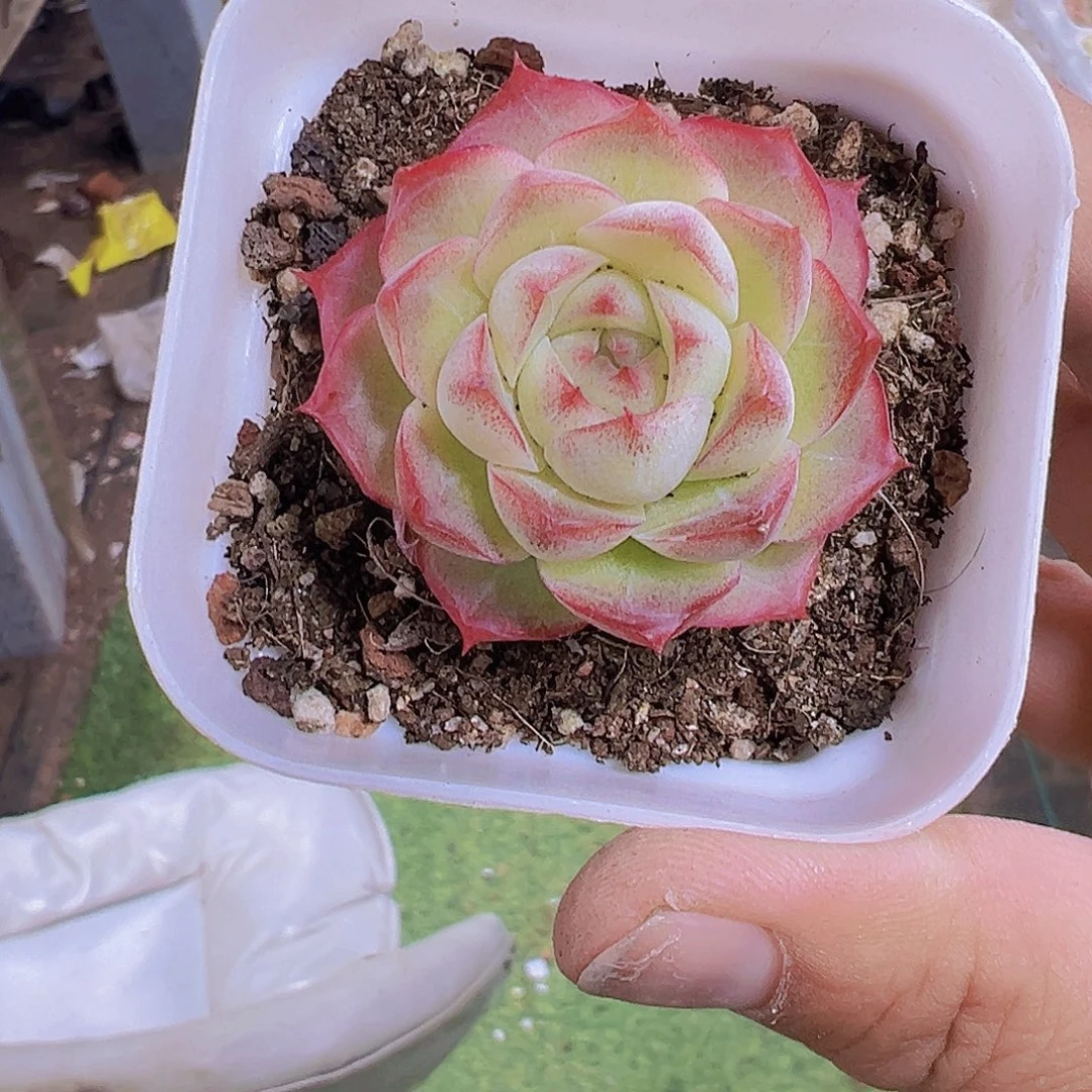小精品玫瑰仙子19包邮