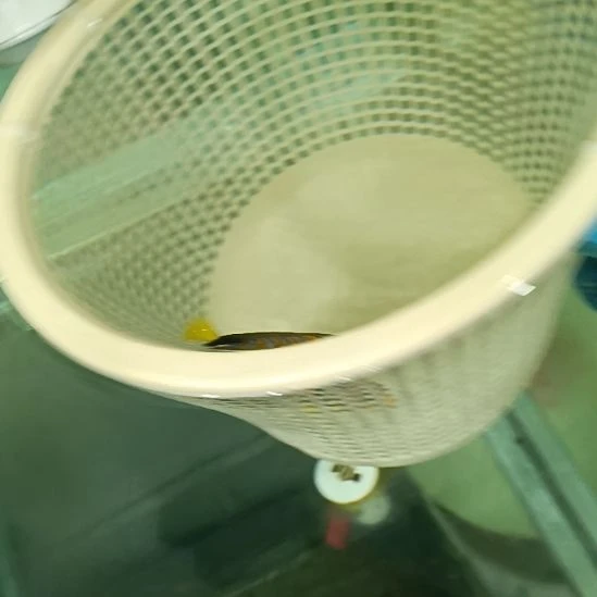 海水鱼金毛巾观赏鱼