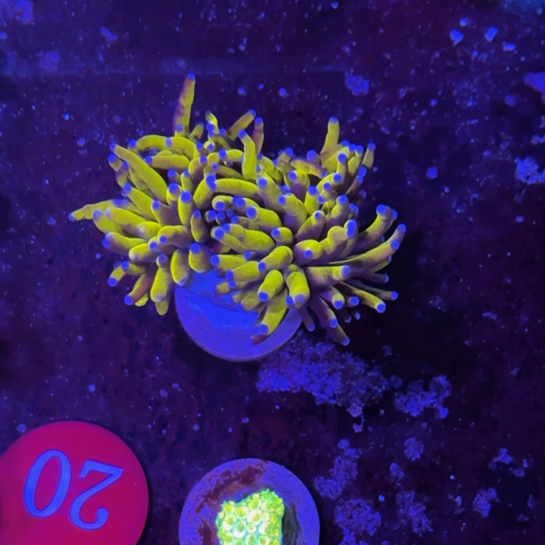 万鱼来朝海水观赏