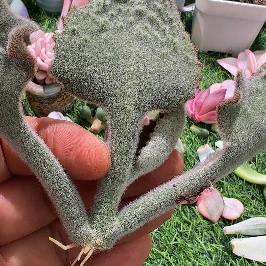 J***4多肉植物多肉植物