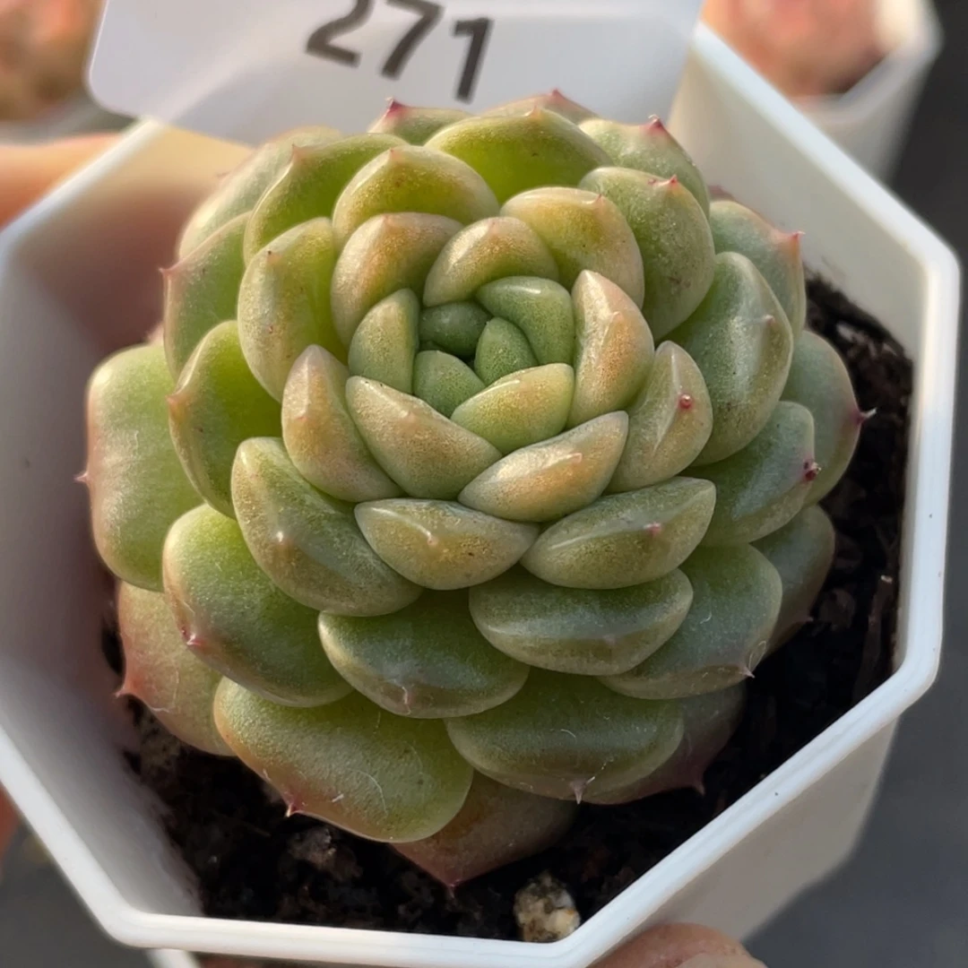 271号糖心冰心珍妮