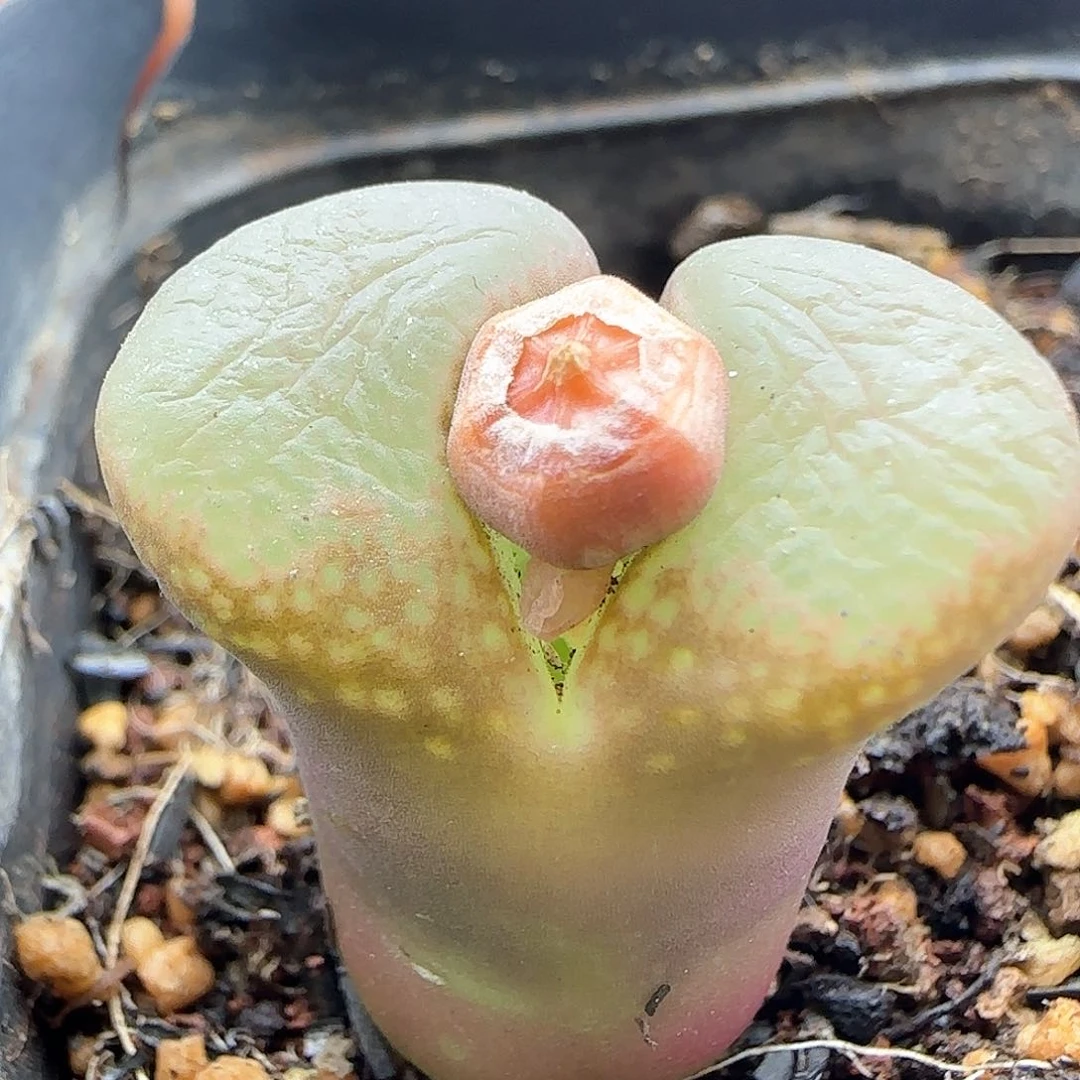 脱土满28包邮24739