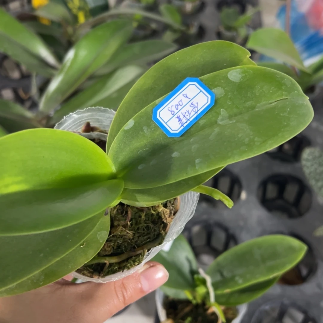 麦***浪当前无花栽培后可以开花8009美杜莎