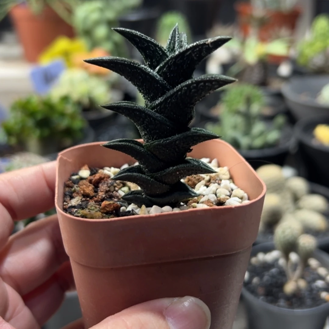 尼古拉带盆1111111